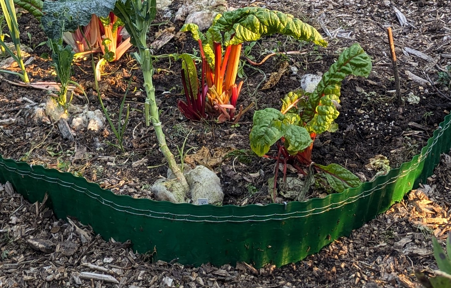 Elektrischer Schneckenzaun im Beet